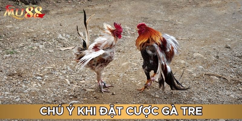Chú ý khi đặt cược gà tre