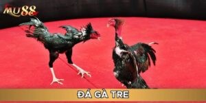Thông tin về đá gà tre
